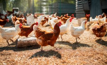 【国際】FAO、卵・肉類の包括研究報告書公表。研究と政策に大きなズレ。軌道修正必要
