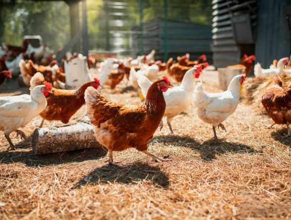 【国際】FAO、卵・肉類の包括研究報告書公表。研究と政策に大きなズレ。軌道修正必要