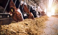 【EU】欧州委、持続可能な畜産セクター戦略発表。気候変動、動物福祉、域内飼料増、GI強化等
