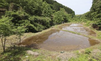 【日本】サントリーHD、熊本・益城町で耕作放棄水田を湿地再生。森林・農地を流域一体管理