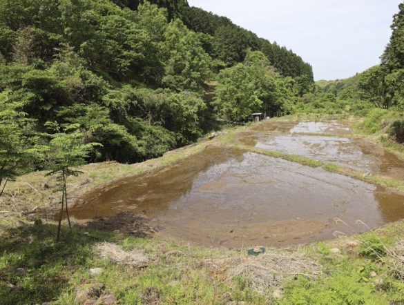 【日本】サントリーHD、熊本・益城町で耕作放棄水田を湿地再生。森林・農地を流域一体管理