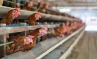 【国際】FAO、「持続可能な畜産変革のためのグローバル行動計画」採択。初の包括計画