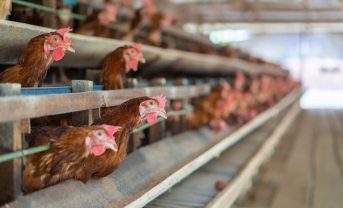 【国際】FAO、「持続可能な畜産変革のためのグローバル行動計画」採択。初の包括計画