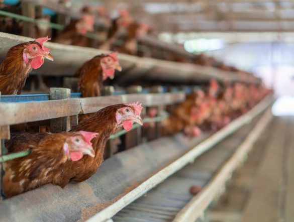 【国際】FAO、「持続可能な畜産変革のためのグローバル行動計画」採択。初の包括計画