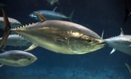 【国際】太平洋クロマグロ合同作業部会、大型魚の漁獲枠25%増で合意。小型魚は6%減