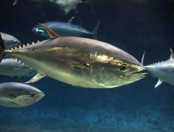 【国際】太平洋クロマグロ合同作業部会、大型魚の漁獲枠25%増で合意。小型魚は6%減