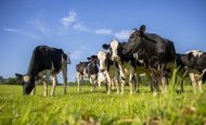 【イギリス】M&S、全乳牛サプライヤーの酪農場でAI動物福祉モニタリング導入。小売初
