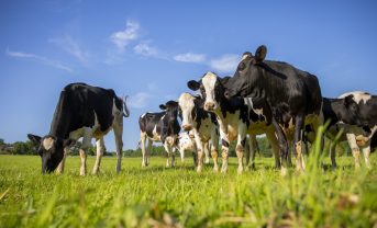 【イギリス】M&S、全乳牛サプライヤーの酪農場でAI動物福祉モニタリング導入。小売初