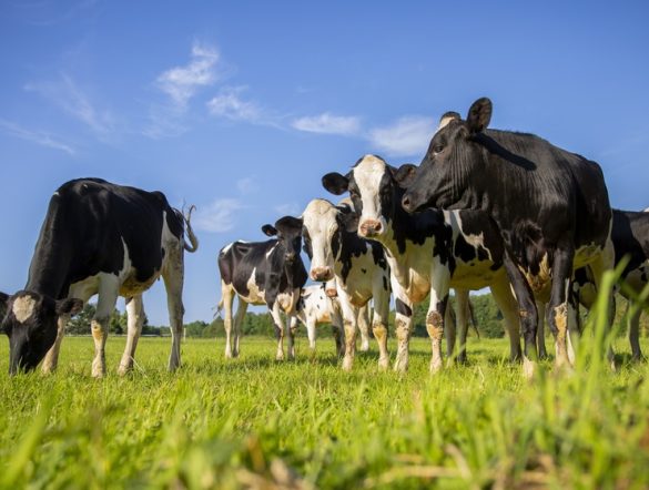 【イギリス】M&S、全乳牛サプライヤーの酪農場でAI動物福祉モニタリング導入。小売初