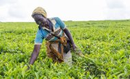 【東アフリカ】IFADとEquity、4カ国農家向け気候適応融資280億円。26万人・500社対象