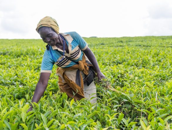 【東アフリカ】IFADとEquity、4カ国農家向け気候適応融資280億円。26万人・500社対象