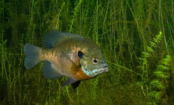 【日本】環境省、ブルーギル交雑個体等5種を特定外来生物に指定。飼養、譲渡、放出等禁止
