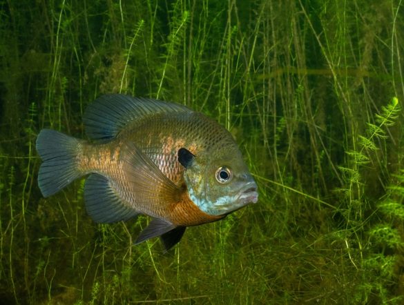 【日本】環境省、ブルーギル交雑個体等5種を特定外来生物に指定。飼養、譲渡、放出等禁止