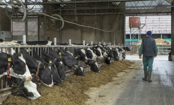 【国際】GFLI、飼料LCAデータベース3.1版リリース。土地利用変化データ精緻化でSBTi FLAG準拠