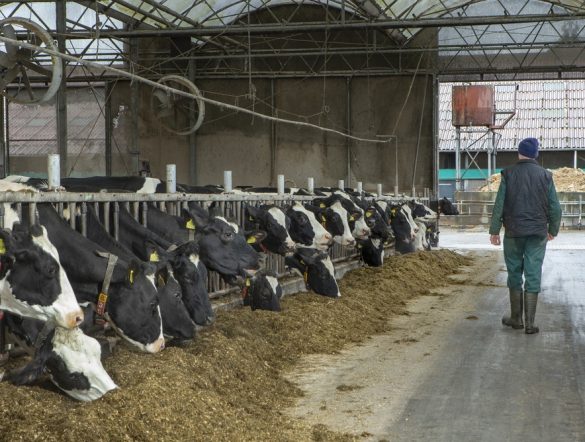 【国際】GFLI、飼料LCAデータベース3.1版リリース。土地利用変化データ精緻化でSBTi FLAG準拠
