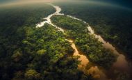 【イギリス】政府、COP30の熱帯林永久基金に840億円を融資へ。無償援助の形式取らず