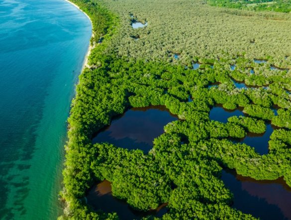 【国際】生物多様性条約COP 17、第1週で14本の決定採択。資金拠出や人権で対立続く