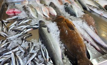 【EU】欧州委、漁業・養殖業ビジョン2040発表。トレーサビリティ強化やエネルギー転換等