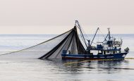 【国際】各国政府、生物多様性戦略での漁業乱獲防止の位置づけ弱い。WRIとMSCが改善要請