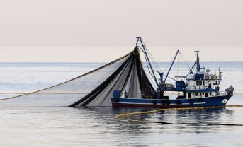 【国際】各国政府、生物多様性戦略での漁業乱獲防止の位置づけ弱い。WRIとMSCが改善要請