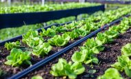 【国際】FAO、78カ国の生物多様性戦略分析。農業・食料関連施策36%、資金・実施体制に課題