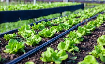 【国際】FAO、78カ国の生物多様性戦略分析。農業・食料関連施策36%、資金・実施体制に課題