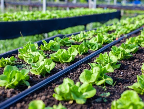 【国際】FAO、78カ国の生物多様性戦略分析。農業・食料関連施策36%、資金・実施体制に課題