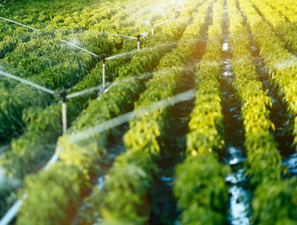 【国際】FAO、水安全保障と食料安全保障の一体対策要請。灌漑支援でデジタルプラットフォームも