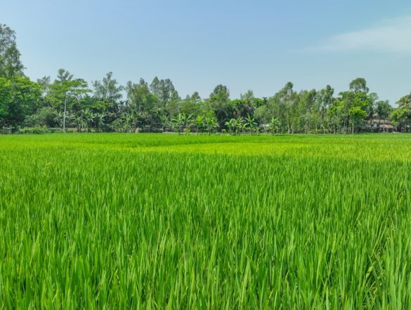 【インド】Verra、稲作間断灌漑で初のカーボンクレジット発行。ゴールドスタンダードに続く